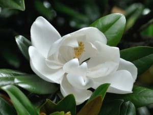 magnolia-grandiflora-fleur