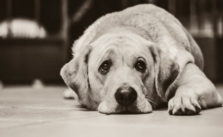 Comment contrôler un chien boulimique ?