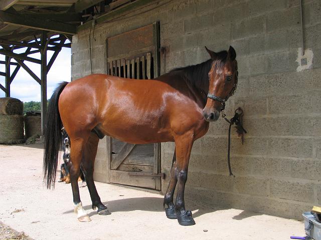hipposandales cheveaux 1