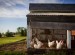 How to Set Up a Chicken Coop