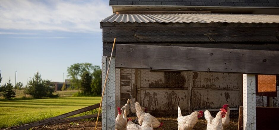 How to Set Up a Chicken Coop
