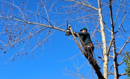Comment effectuer les travaux d’abattage d’un arbre