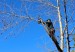 How to perform tree removal work