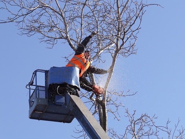 travaux d’abattage d’un arbre