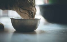 Boulimie animale chien chat - image 1