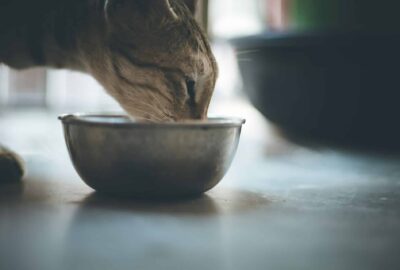 Boulimie animale chien chat - image 1
