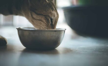Boulimie animale chien chat - image 1