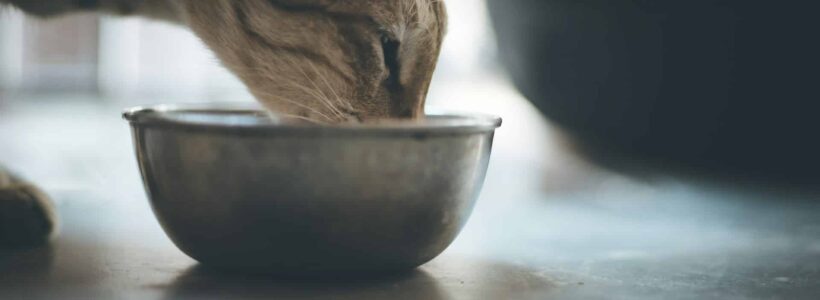 Boulimie animale chien chat - image 1