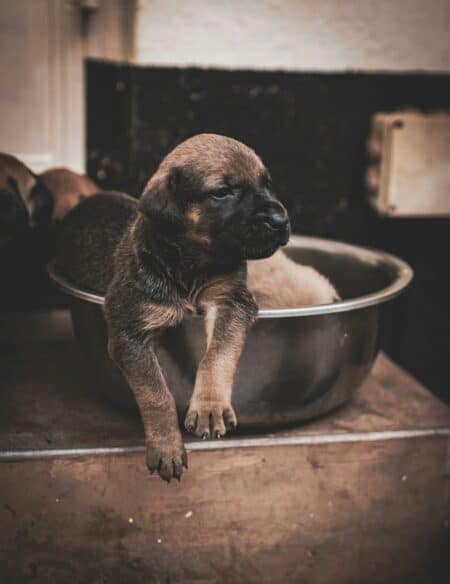 Boulimie animale chien chat - image 2 Boulimie animale chien chat - image 2