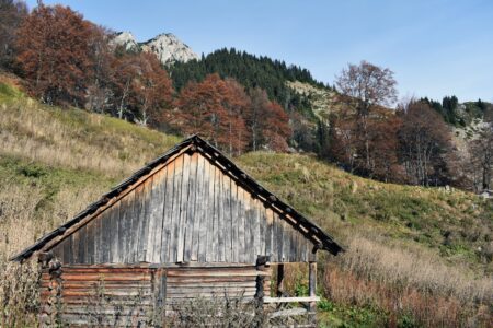 brown wooden house on green grass field near green trees during daytime brown wooden house on green grass field near green trees during daytime
