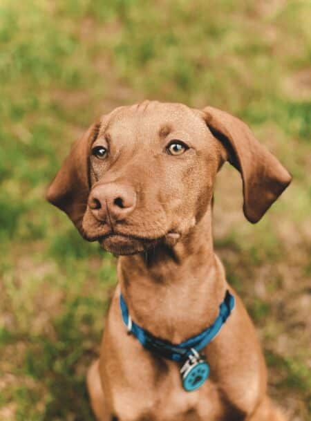 Boulimie animale chien chat - image 3 Boulimie animale chien chat - image 3